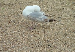 Having a blow? Wallpaper