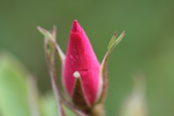 Flora