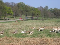 Richmond Park Wallpaper