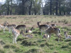 Richmond Park Wallpaper