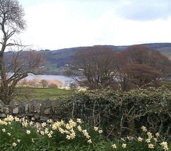 Wordsworths daffodils Wallpaper