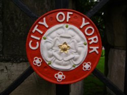 White rose of York Wallpaper