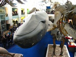 Natural History Museum Wallpaper