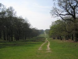 Richmond Park Wallpaper