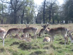 Richmond Park Wallpaper