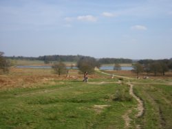 Richmond Park Wallpaper