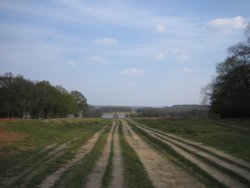 Richmond Park Wallpaper