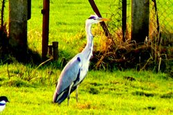 Heron. Taken in the fields of Mossley Wallpaper