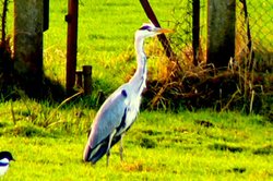 Heron. Taken in the fields of Mossley