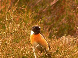 Stone Chat, on the Moors of Mossley