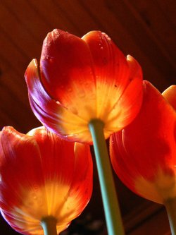 TULIP