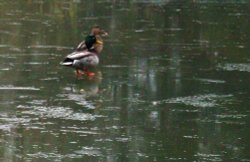 Ducks, Langold Country Park, Nottinghamshire Wallpaper