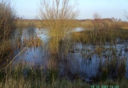 Nature Reserve, Hatfield Moor Wallpaper