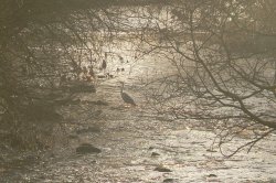 Heron on the River Tame, Greenfield Wallpaper