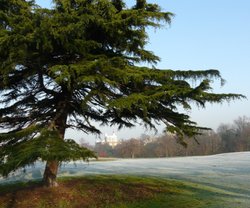 Winter in The Park Wallpaper