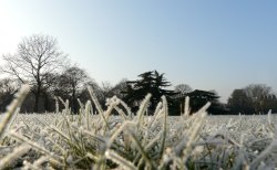 Winter in The Park Wallpaper