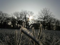 Winter in The Park Wallpaper