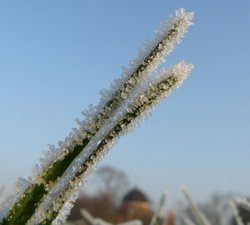 Winter in The Park Wallpaper
