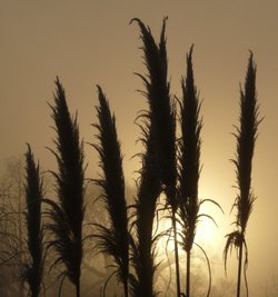 Winter in The Park