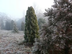 Winter in The Park Wallpaper