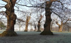 Winter in The Park Wallpaper