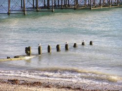 Worthing Seagulls Wallpaper
