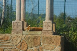 Sandown - Tiger Island Wallpaper