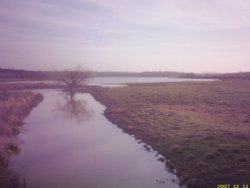 Floating tree