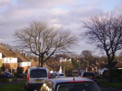Shilletoe Avenue looking towards Elmfield Road Wallpaper