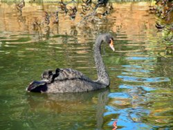 Dawlish Black Swan