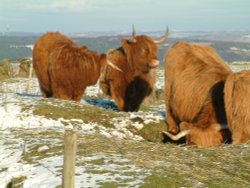Highland cattle on Elton Moor Wallpaper