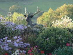 Norwegian black fallow deer in Elton Wallpaper