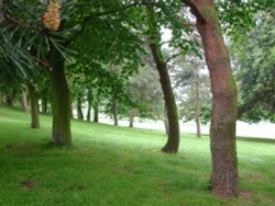 Trees at Rutland Water, Oakham