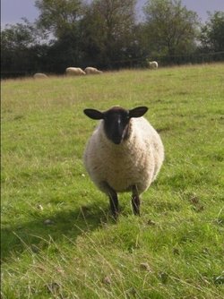 Curious Chipping Campden Resident