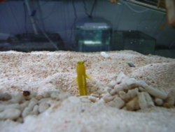 Blue Reef Aquarium, Newquay, Cornwall Wallpaper