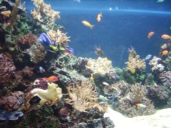 Blue Reef Aquarium, Newquay, Cornwall Wallpaper