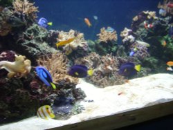 Blue Reef Aquarium, Newquay, Cornwall Wallpaper