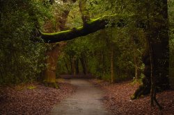 Tree bridge