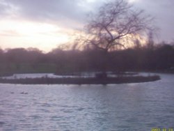 Island of the ducks