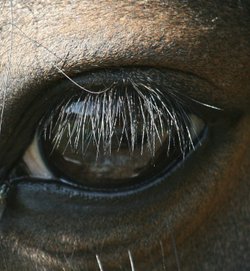 Horses