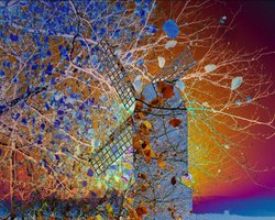 Brill windmill... Wallpaper