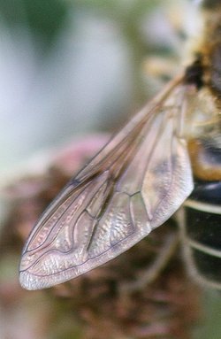 Close up of a dragonfly's wing