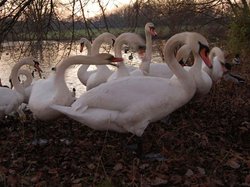 Wyken Slough Wallpaper