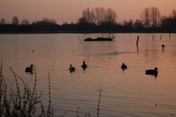 Wyken Slough Wallpaper