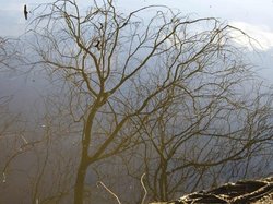 Wyken Slough Wallpaper