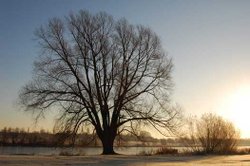 Wyken Slough Wallpaper