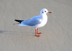 Seagull on the Beach at Great Yarmouth, Norfolk Wallpaper