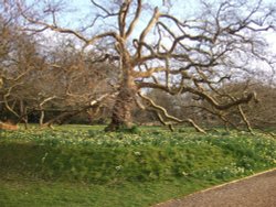 Garden at Blickling Hall Wallpaper