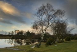 Hatchet Pond, New Forest, Hampshire Wallpaper