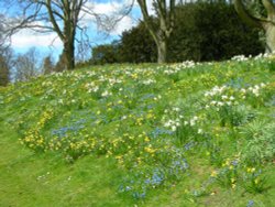 Spring flowers on the bank at Waddesdon Manor, Buckinghamshire Wallpaper